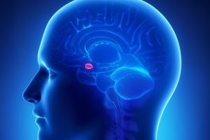 pineal-gland-2